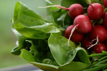 Lettuce,  radish and chives, fresh new organic vegetables,  first spring vegetables  from organic...