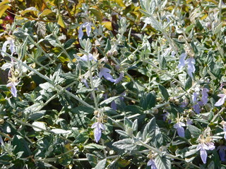 Shrubby germander or teucrium fruticans plant in Attica, Greece