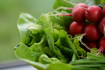 Bunch of radishes and lettuce,  and chives, fresh new organic vegetables,  first spring vegetables  from organic farm. 