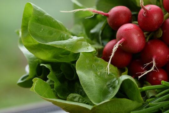 Lettuce,  radish and chives, fresh new organic vegetables,  first spring vegetables  from organic farm. 
