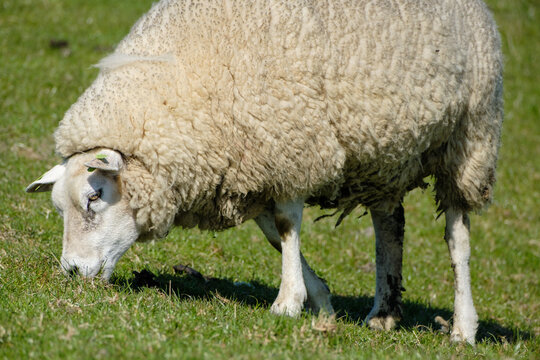 Schapen - Sheeps