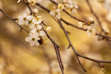 Kwitnienie na wiosnę