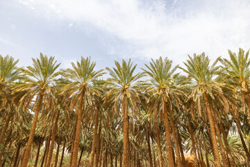 Naklejka na ściany i meble Date farm palm tree plantations at the Al Ula Oasis in Saudi Arabia