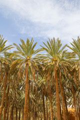 Date farm palm tree plantations at the Al Ula Oasis in Saudi Arabia