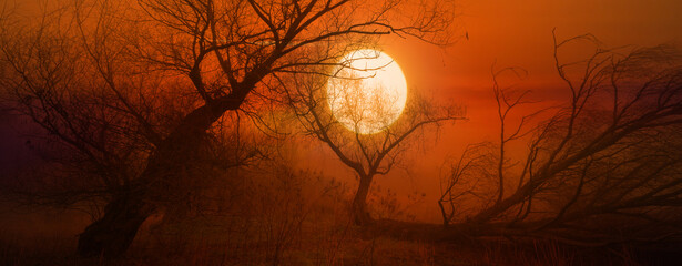 Vieille forêt fantasmagorique et lune la nuit brumeuse