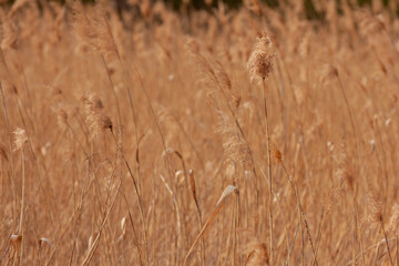 Trzcina © Sagittarius