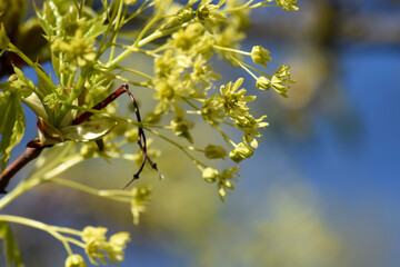 Blühende Akazie Frühling