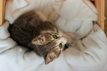 Gray baby cat standing inside the box looking upwards