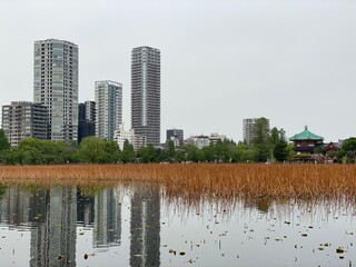 The pond and the city of Tokyo, with full greenery, spring year 2022, Ueno park &ldquo;Shinobazu pond&rdquo;, April

