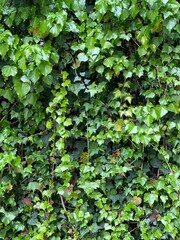 Various plants found on the street of Nezu Tokyo Japan, spring year 2022, April
