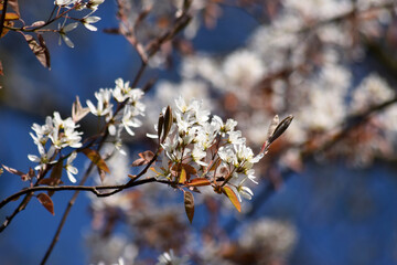 Cherry-Tree