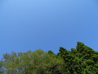 快晴の青空と初秋の森