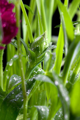 A dewdrop on a carnation bud against a background of greenery and a carnation flower on a dark...