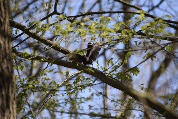 Schwarzer Vogel im Baum