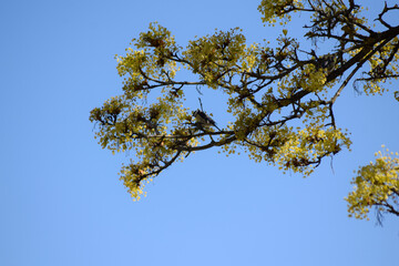 Vogel im Baum