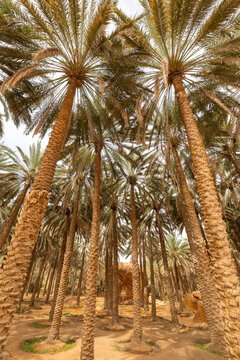 Date farm palm tree plantations at the Al Ula Oasis in Saudi Arabia
