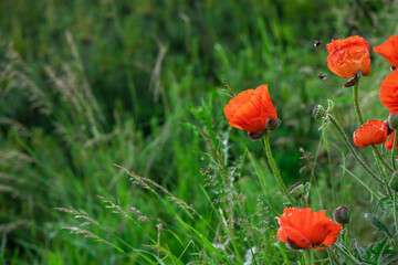 Red poppy flower on dark green background summer time, spring collection with free space for text