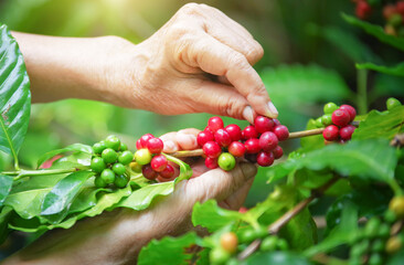 Selective focus organic robusta and arabica beans agriculturist in farm.harvesting Robusta, arabica coffee berries by agriculturist hands, Red coffee berries on branch, green leaves and coffee trees