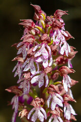Wild orchid of Cymbidium  in the orchid family Orchidaceae. 