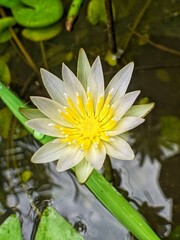 flowers that grow in fresh water
