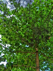 The high green leaves of the wood can be a barrier when the sun is shining