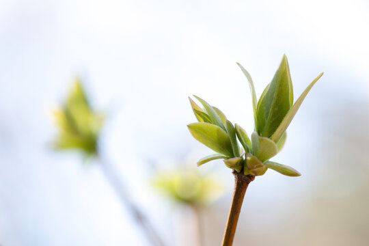 green leave bud on a branch