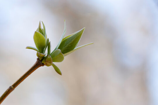 green leave bud on a branch