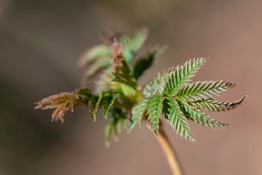 close up of a branch of a tree, leave bud