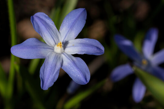 Close up of blue flower