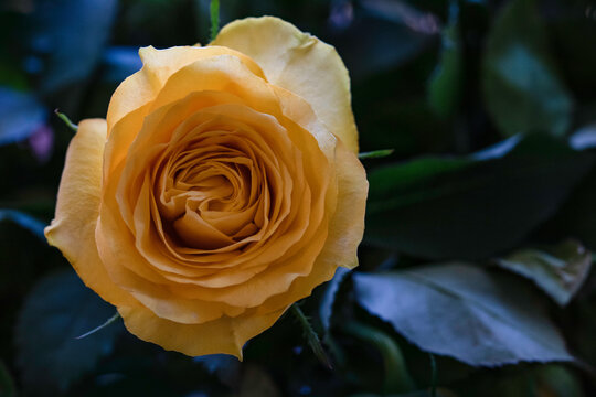 yellow rose on a green background