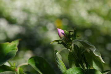 Blossoming quince tree, spring time