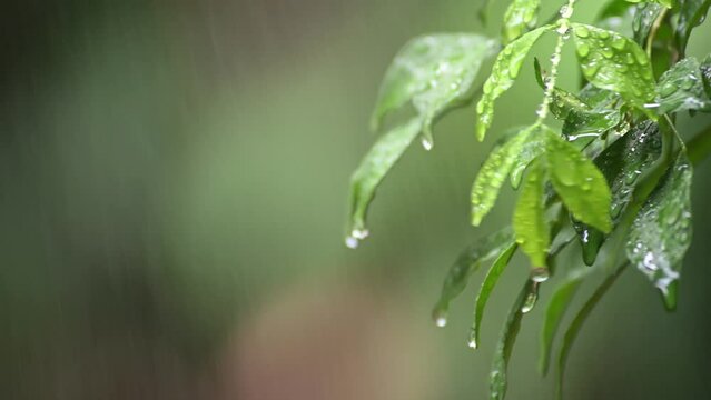 water drops on a leaf while raining