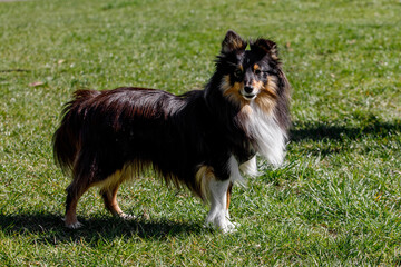 Sheltie dog on a green meadow.