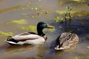 kaczka krzyzzówka © Micha