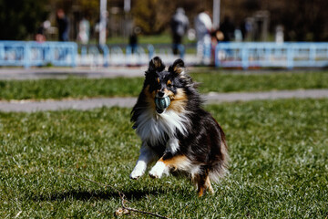 Sheltie dog is playing with a ball.