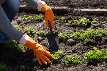 Fototapeta premium Planting celery seedlings in greenhouse. Organic cultivation, green gardening.