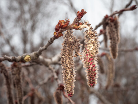 Mehrere bl&uuml;hende m&auml;nnliche K&auml;tzchen der Zitterpappel (Populus tremula) h&auml;ngen an einen kleinen Zweig.