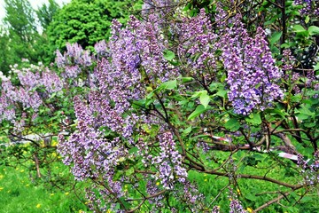 Obraz premium Lilac trees in lilac garden in Moscow.