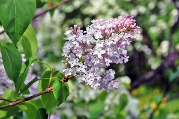 Lilac trees in lilac garden in Moscow.