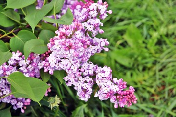 Fototapeta na wymiar Lilac trees in lilac garden in Moscow.