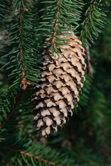 closeup of pine cone on a branch