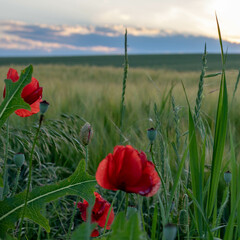 Obraz premium Red poppy flowers in the field in summer with evening sky in Germany. Rural background