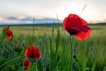 Closeup of red poppy in rural field against summer sky in Bad Friedrichshall, Germany.