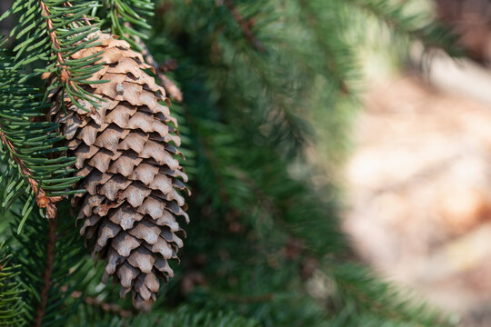 closeup of pine cone on a branch on blurred background