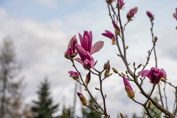 magnolia, kwiaty magnolii, krzew magnolii - obrazy, fototapety, plakaty
