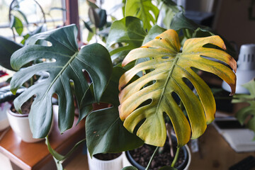 Yellow sick monstera deliciosa leaf, with pests and stains © SylwiaMoz