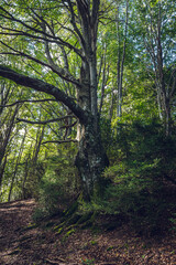 Obraz premium Beautiful old tree in the woods.