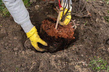 Fototapeta Wiosenne sadzenie, Wiosenne zasadzenia, prace ogrodowe, dłonie sadzące drzewo w rękawiczkach  obraz
