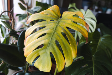 Yellow sick monstera deliciosa leaf, with pests and stains © SylwiaMoz