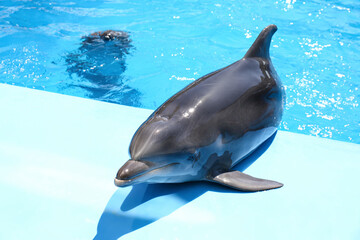 Cute grey dolphin at poolside on sunny day